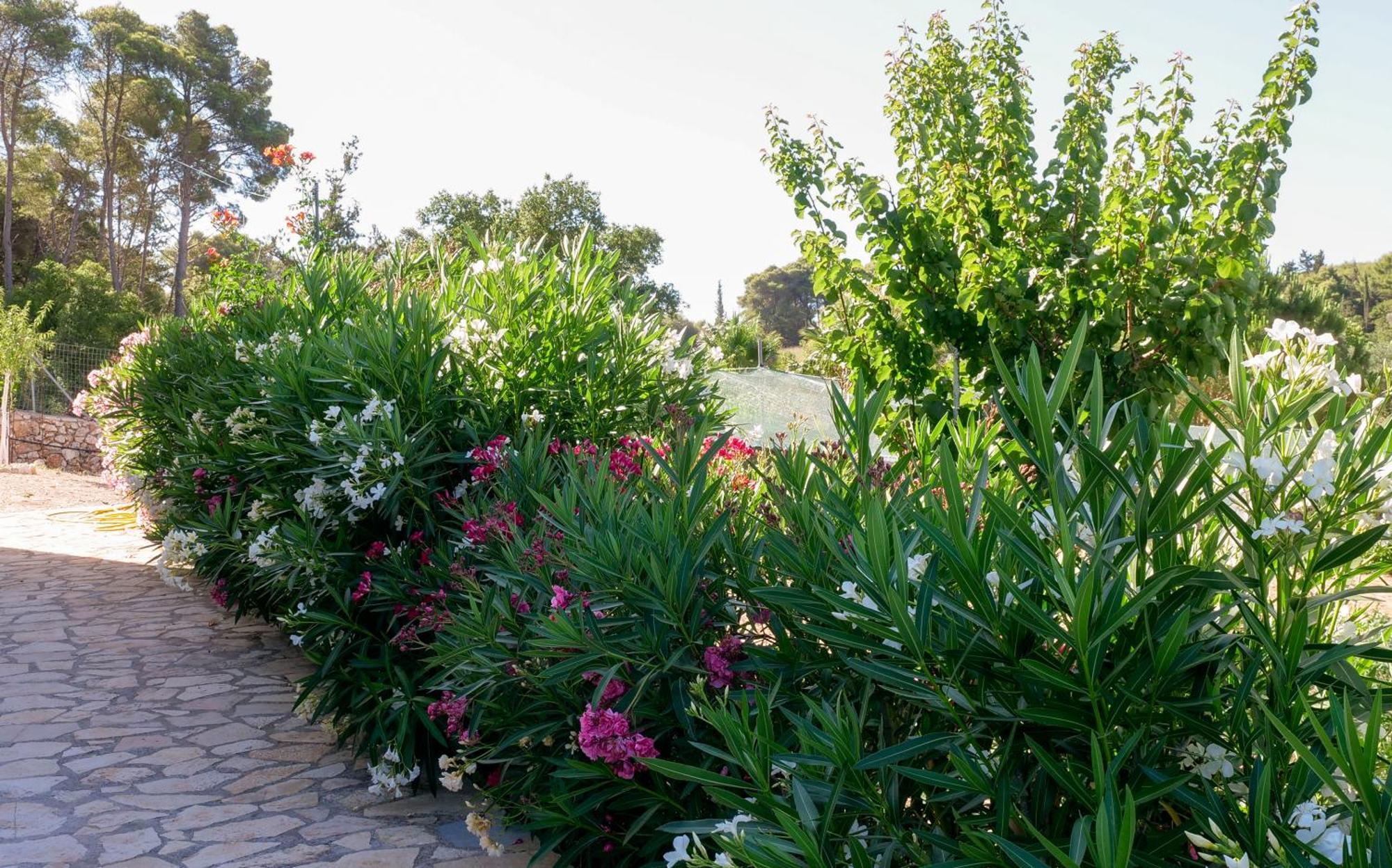 Fterini Apartments Sterna & Alletri Agios Leon Экстерьер фото